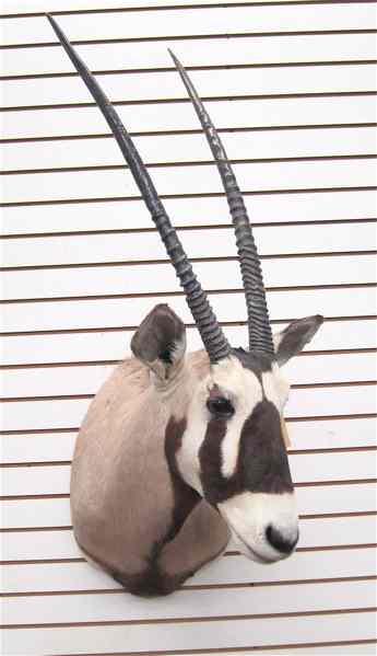 Appraisal: AFRICAN GAME TROPHY HEAD SHOULDER MOUNT an Oryx antelope with