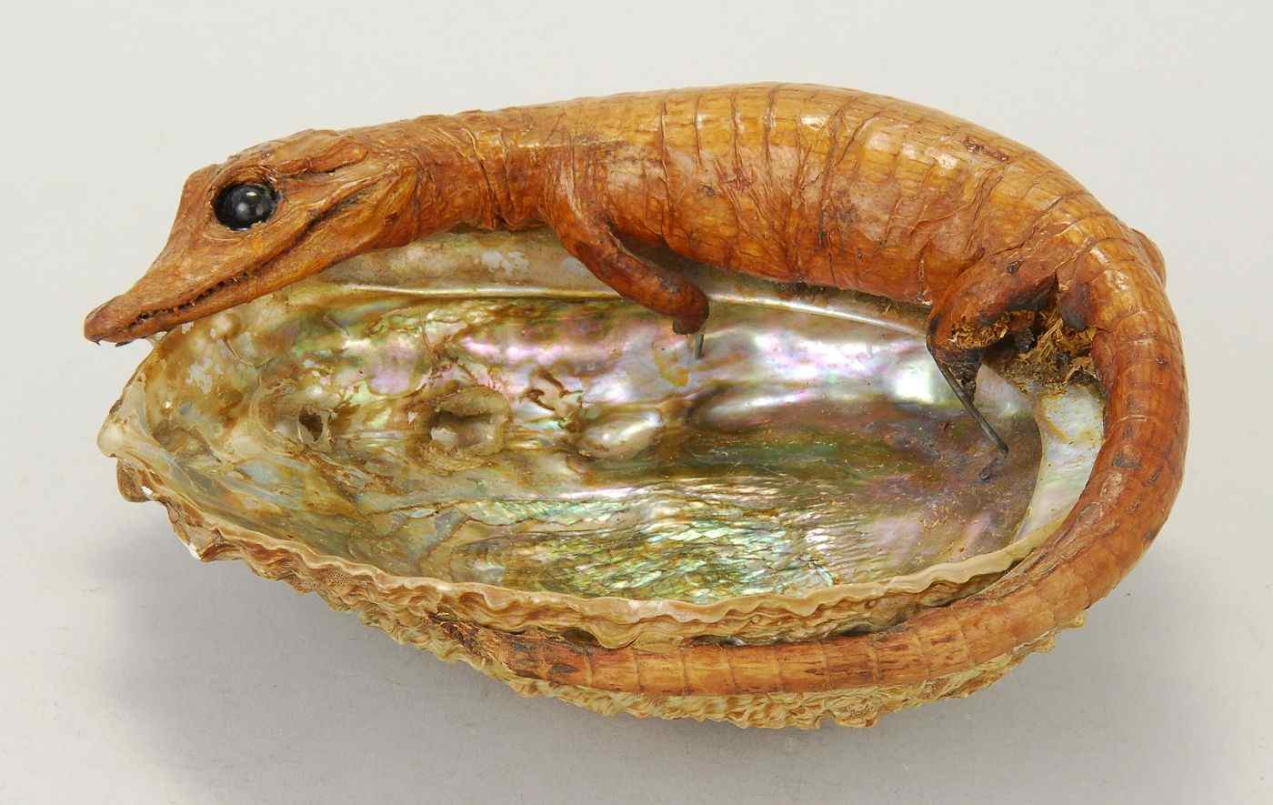 Appraisal: UNUSUAL ASHTRAY OF ABALONE SHELL AND BABY ALLIGATORWidth ''