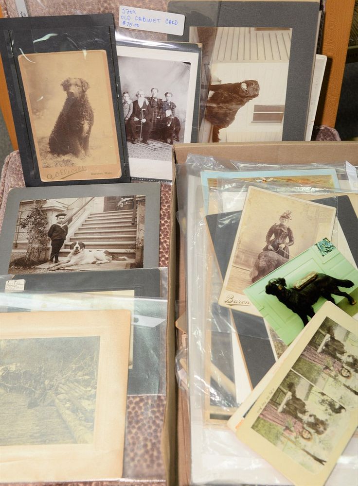 Appraisal: Two tray lots of dog ephemera photographs tin types CDV's