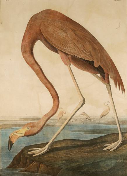 Appraisal: After John James Audubon American - American Flamingo Pl From