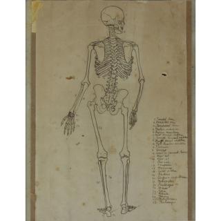 Appraisal: th Century Ink on tan paper Anatomical Study - Human