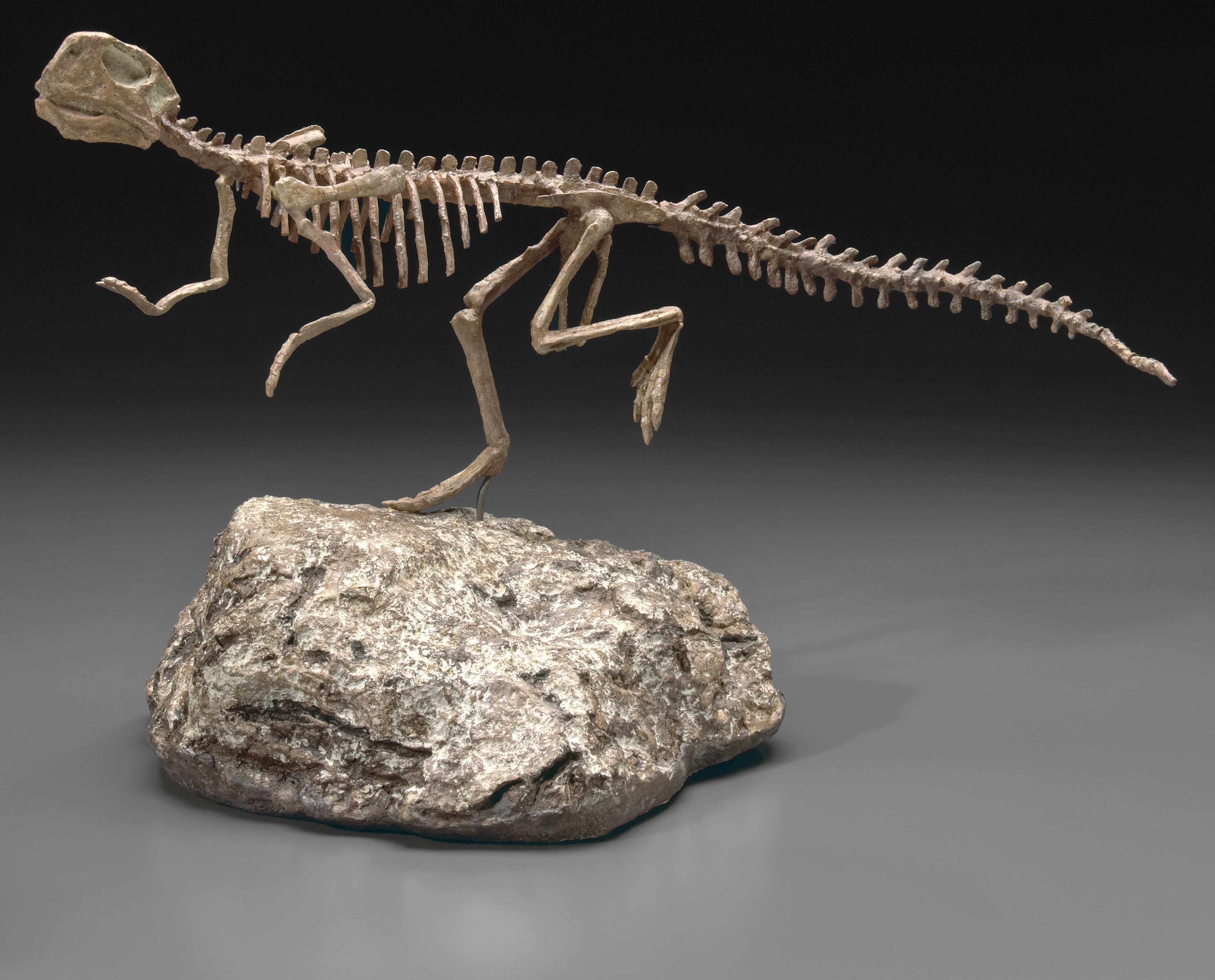 Appraisal: Juvenile Ceratopsian Dinosaur Skeleton Psittacosaurus mongoliensisEarly CretaceousCentral AsiaVirtually complete this