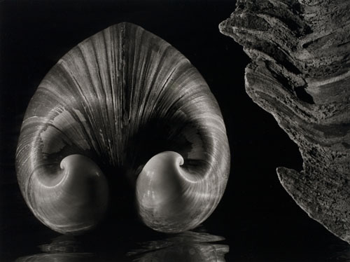 Appraisal: BERNHARD RUTH - Shell with Driftwood Silver print x inches