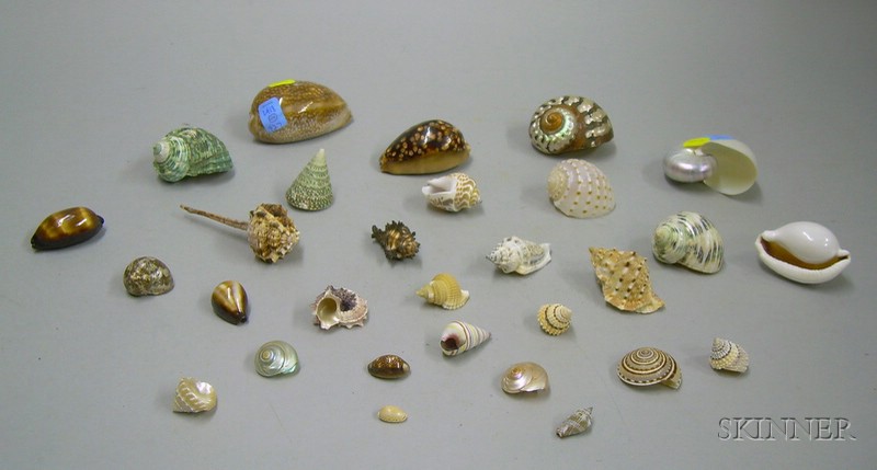 Appraisal: Twenty-nine Exotic Seashells