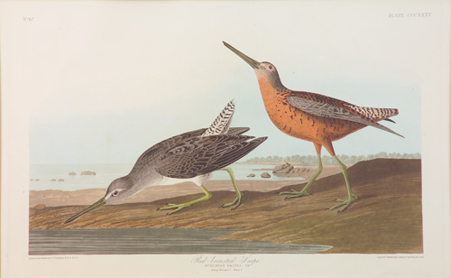 Appraisal: James W Audubon American - Red-Brested Snipe Hand-colored engraving with