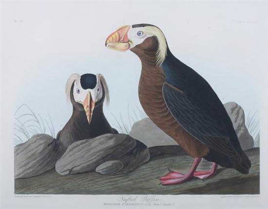 Appraisal: AFTER JOHN JAMES AUDUBON American - TUFTED PUFFIN Plate CCXLIX