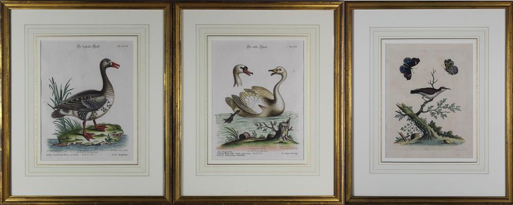 Appraisal: MARK CATESBY ENGLISH - THREE ORNITHOLOGICAL PRINTS Engravings with hand-coloring