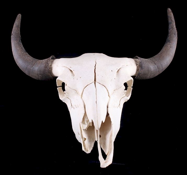 Appraisal: Great American Trophy Montana Buffalo Skull This is a Great