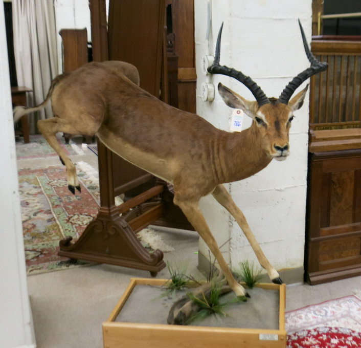 Appraisal: A FULL BODY TAXIDERMY MOUNT a Southern Impala in 'kicking'