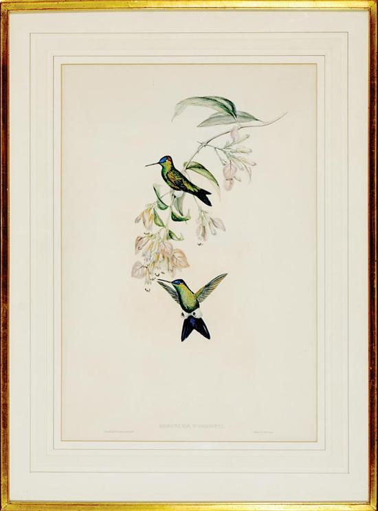 Appraisal: Gould Richter British th century PAIR OF WORKS HUMMINGBIRDS lithograph