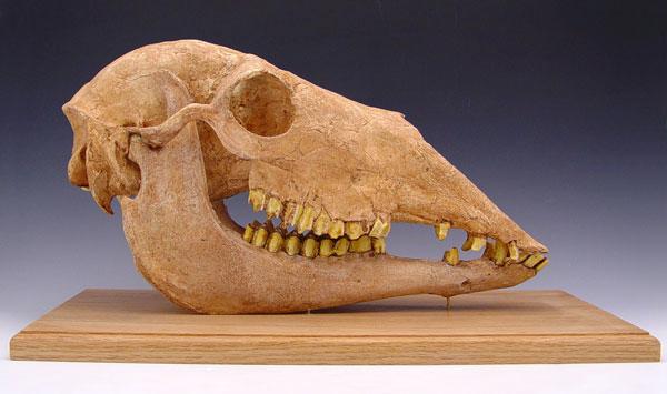 Appraisal: CAST FOSSIL CAMEL HYANICANIUS SKULL of cast for by the