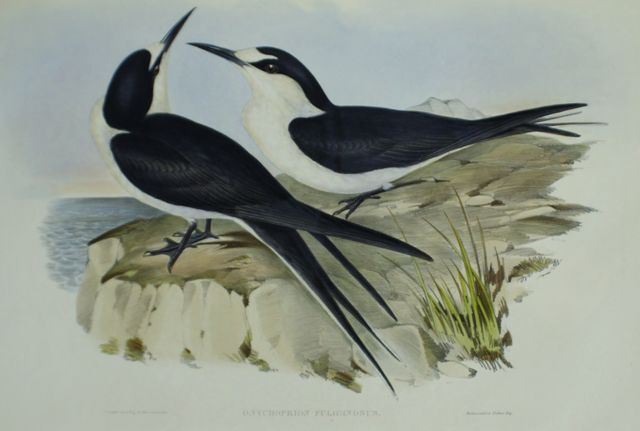 Appraisal: Sooty Tern Onychoprion Fuliginosus