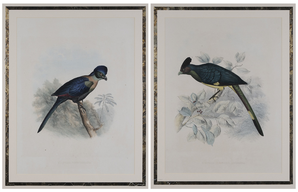 Appraisal: H Schlegel Dutch th century Two ornithological prints Musophaga Schizorhis