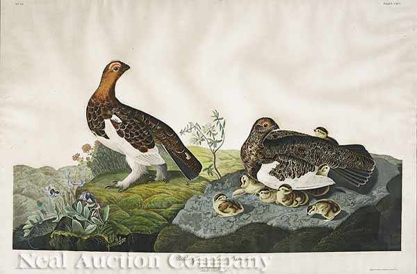 Appraisal: After John James Audubon American - Willow Grouse or Large