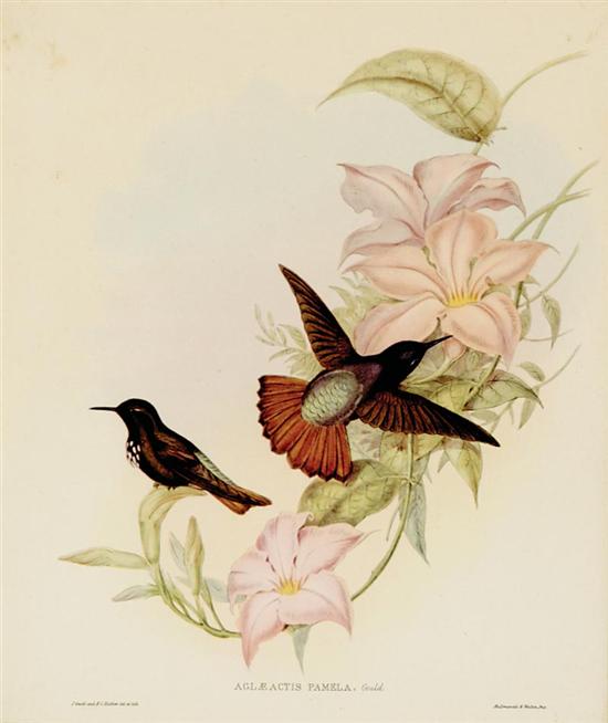 Appraisal: John Gould after British - HUMMINGBIRDS AGLEACTIS PAMELA color lithograph