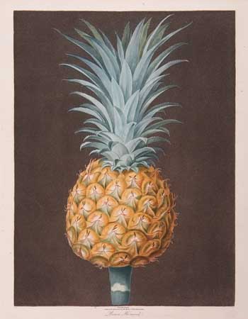 Appraisal: BOTANICAL--FRUIT Brookshaw George Brown Havannah Plate XLIII Hand-finished color printed