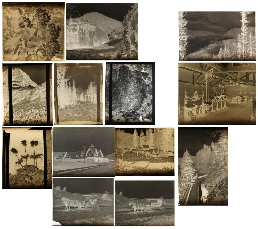 Appraisal: THIRTEEN PHOTOGRAPHIC GLASS NEGATIVES plants and landscapes early th century