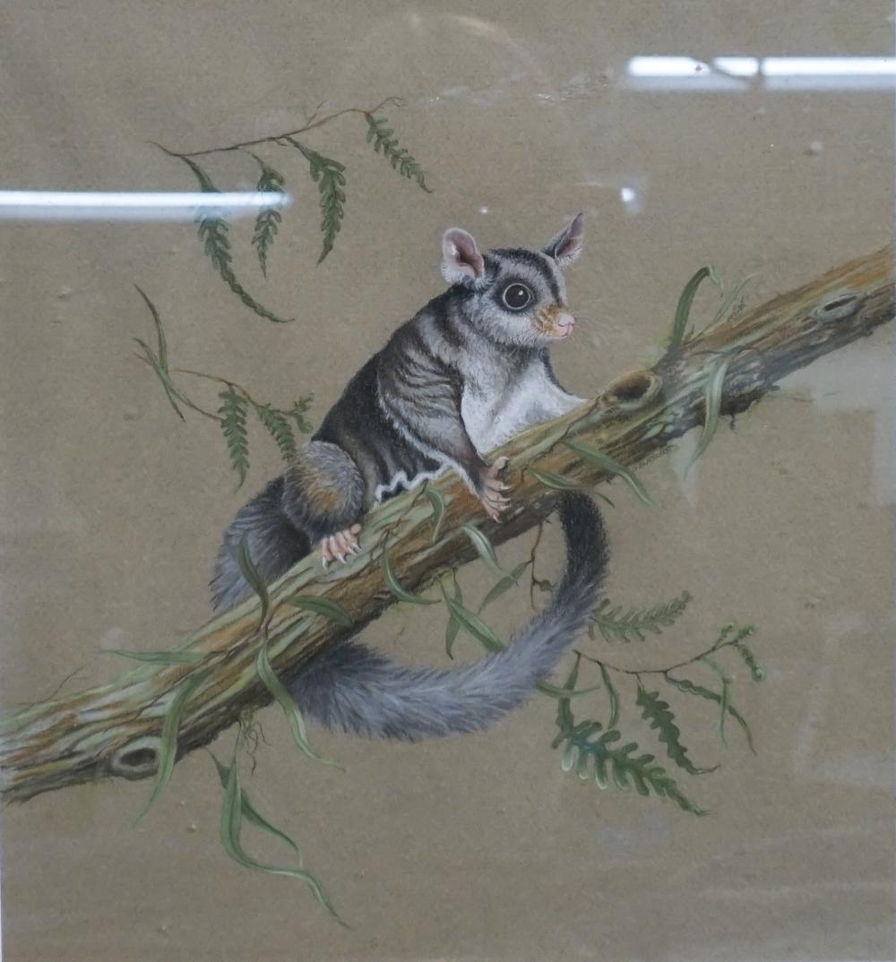 Appraisal: SUSAN K BLACKWOOD AUSTRALIAN TH CENTURY SQUIRREL GLIDER CHALK ON