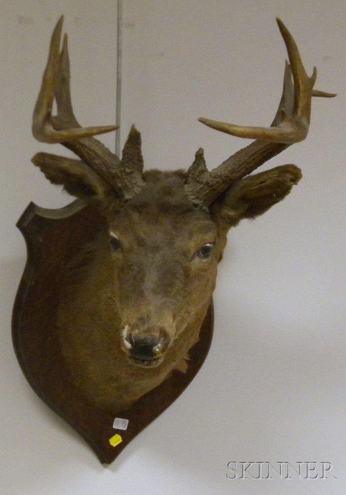 Appraisal: Two Deer Trophy Wall Mounts