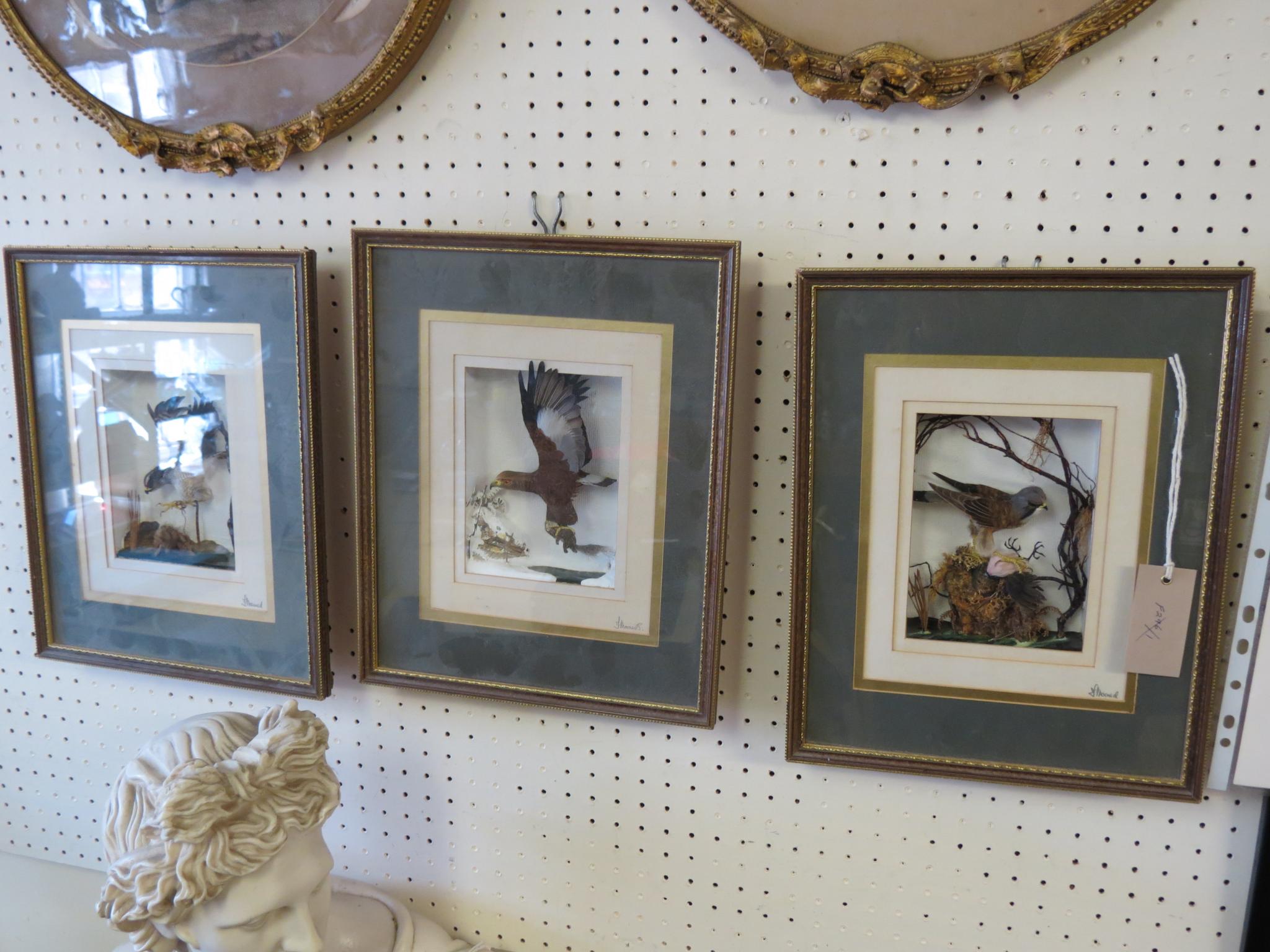 Appraisal: Macneil of Blagdon - stuffed birds mounted within frames each