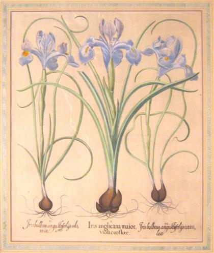 Appraisal: piece Hand-Colored Engraving Besler Basilius Iris anglicana Major violaceo flore