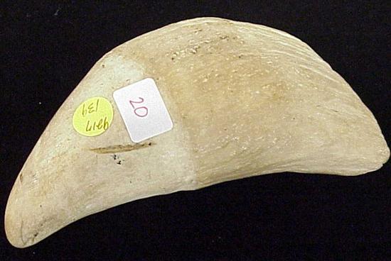 Appraisal: Whale tooth specimen l