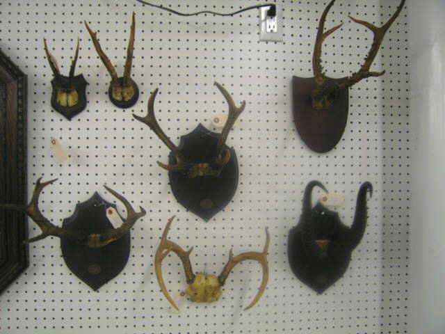 Appraisal: Various Horn Antler Mounts one dated