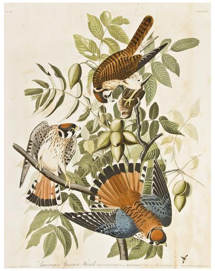 Appraisal: AUDUBON John James - American Sparrow Hawk Falco sparverius c