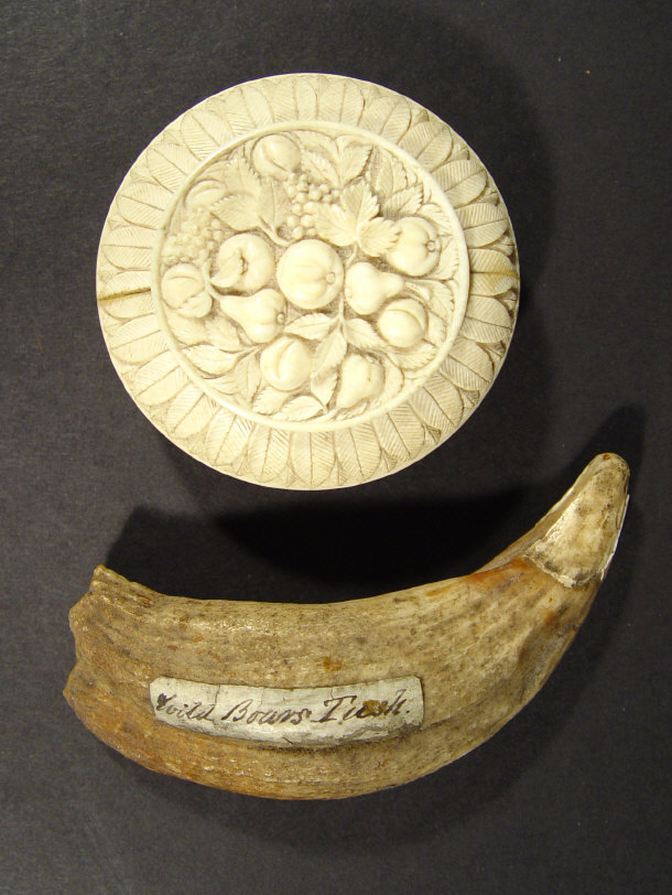 Appraisal: Wild boar's tusk and a carved ivory bun shaped box