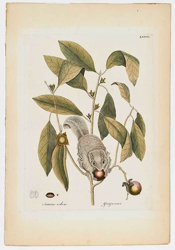 Appraisal: After Mark Catesby British - The Flying Squirrel Plate LXXVI