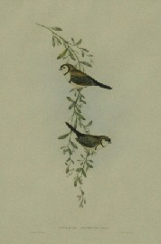 Appraisal: John Gould - Black Rumped Finch - hand coloured lithograph