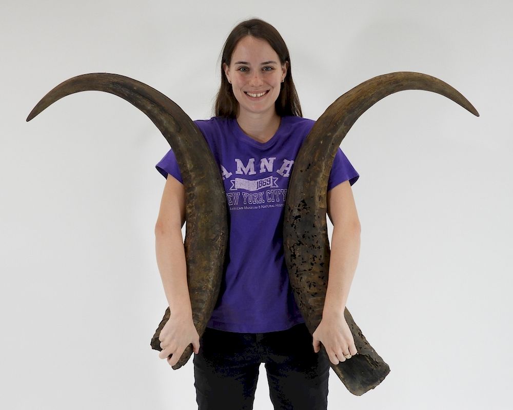 Appraisal: PR LARGE American Water Buffalo Taxidermy Horns United States th