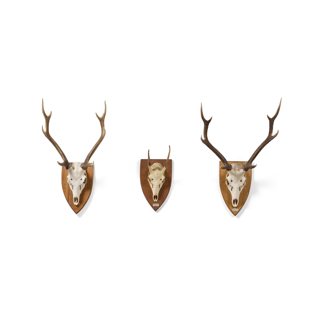 Appraisal: THREE SETS OF MOUNTED DEER ANTLERS TH CENTURY with stripped