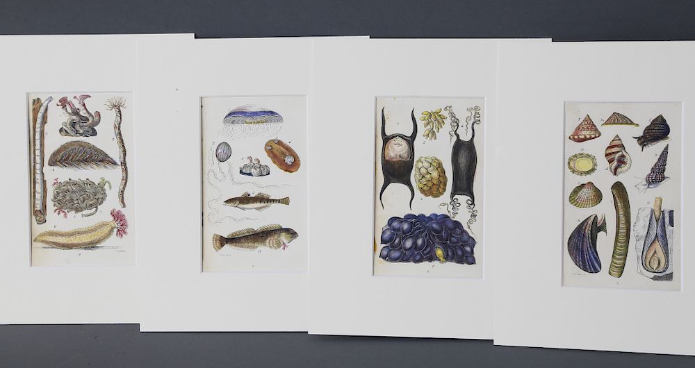 Appraisal: Four Matted Shell and Coral Lithographs th Century Exclusive on