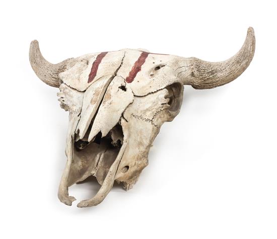 Appraisal: Sale Lot A Buffalo Skull Length x width inches Hassrick