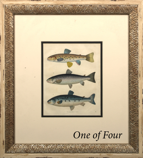 Appraisal: German School Mid- th Century Fish suite of four hand-colored