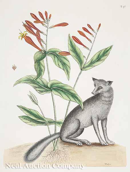 Appraisal: After Mark Catesby British - Plate T Vulpis Fox and