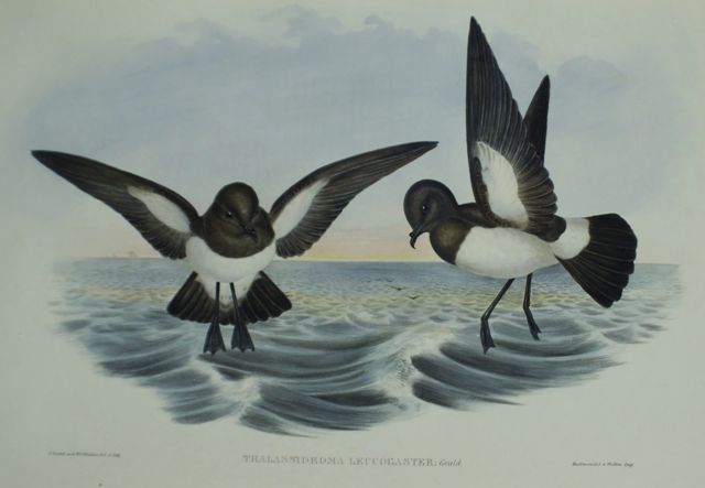 Appraisal: White-bellied Storm Petrel Thalassidroma Leucogaster