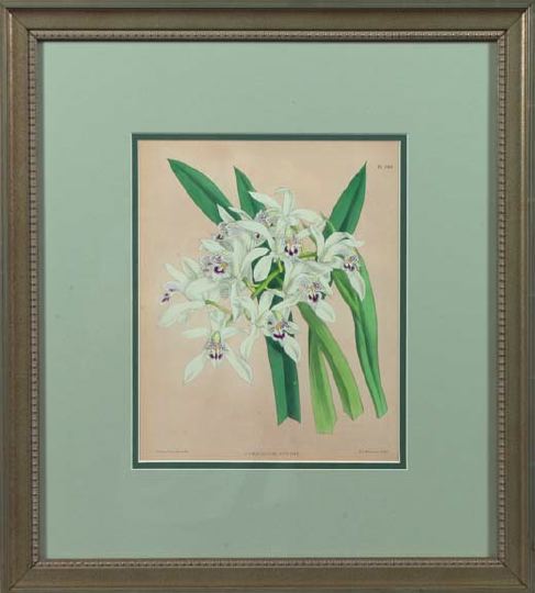 Appraisal: British School Mid- th Century Orchids suite of six hand-colored