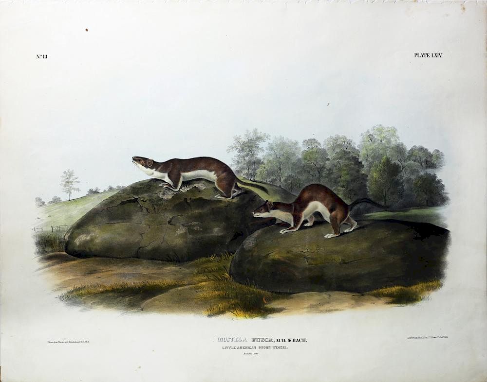 Appraisal: Audubon Quadrupeds Imperial Folio Little American Brown Weasel Little American