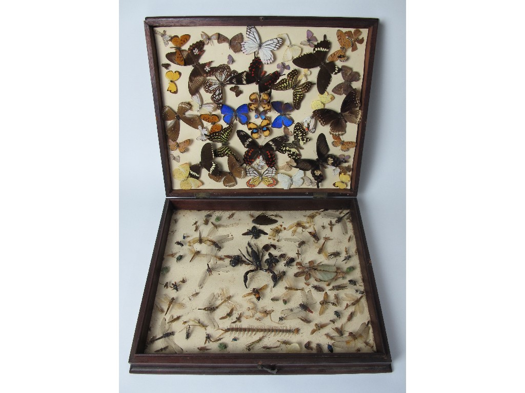 Appraisal: An entomology collection of butterflies wasps and a scorpion in