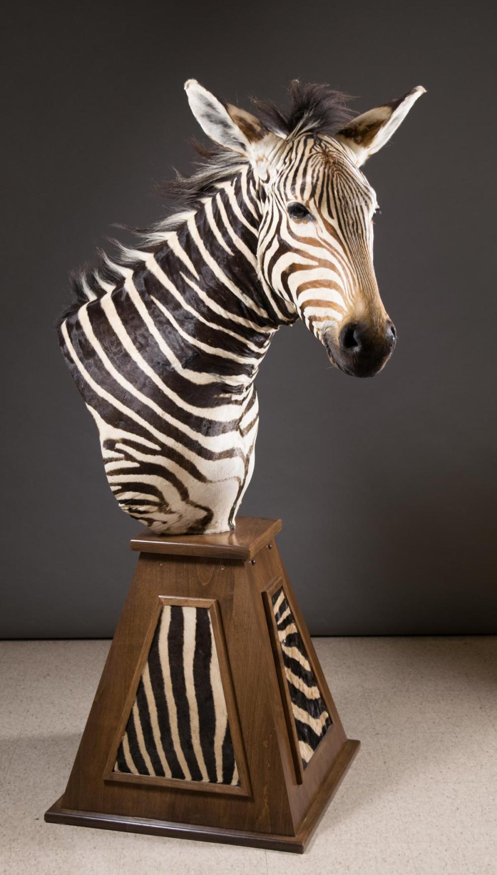 Appraisal: ZEBRA TAXIDERMY MOUNT ON CUSTOM FLOOR PEDESTAL northwestern Namibia Africa