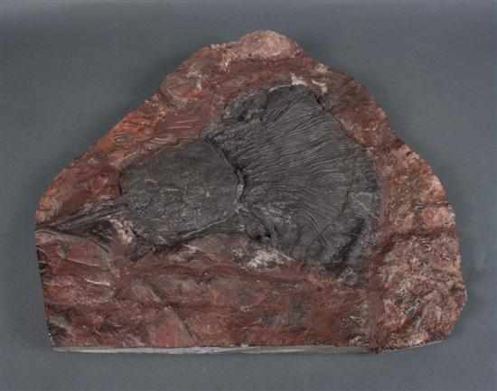 Appraisal: Fossilized crinoid x in Estimate - Appropriate wear chips