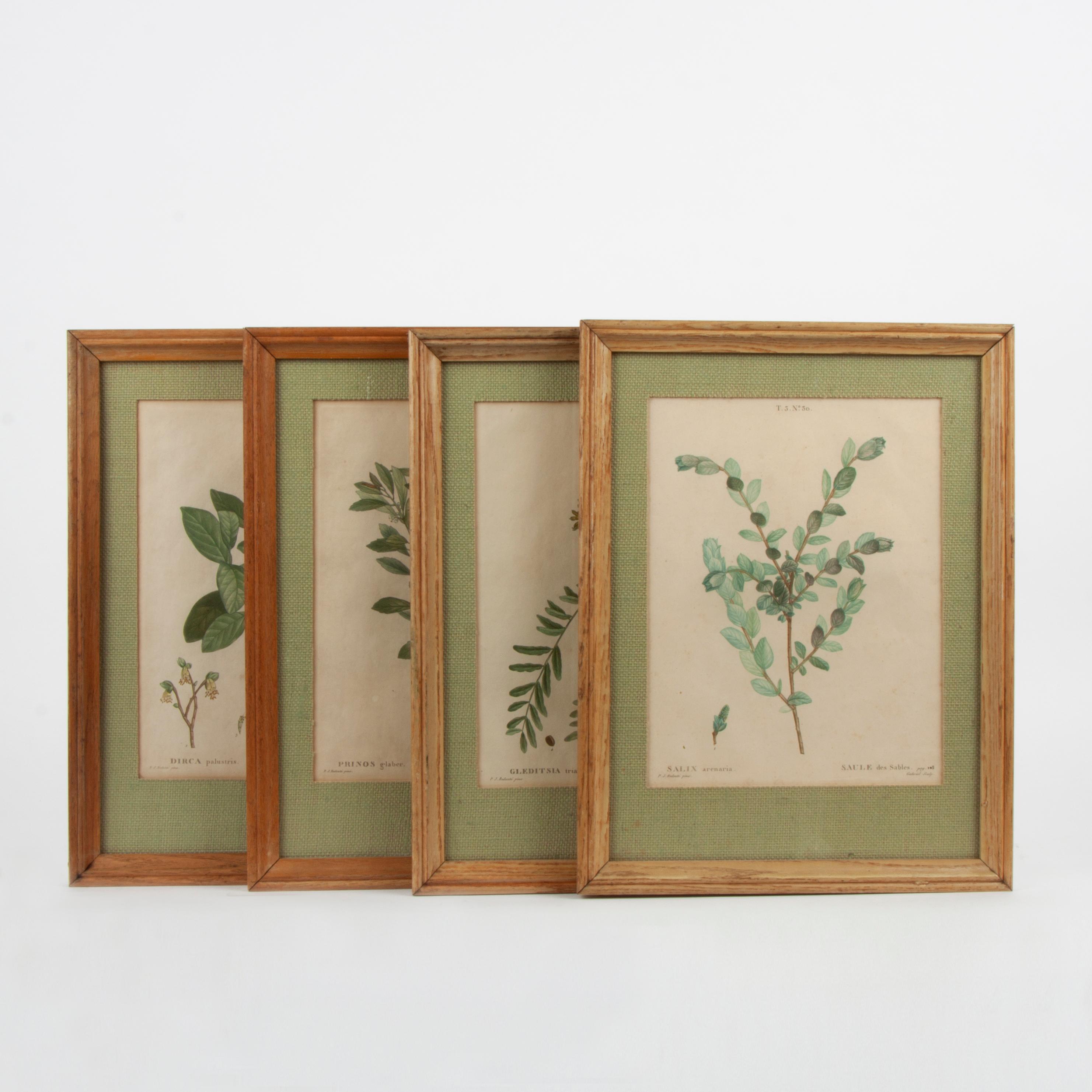 Appraisal: FOUR REDOUTE ENGRAVINGS TRAITE DES ARBRES ET ARBUSTES Four hand-colored