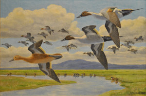 Appraisal: Peter Scott - - Pintails in flight signed and dated