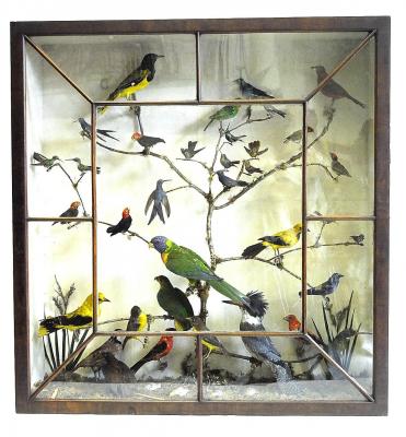 Appraisal: A COLLECTION OF EXOTIC STUFFED BIRDS mounted on a branch