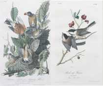 Appraisal: Lot of Two Ornithological Prints by John James Audubon American