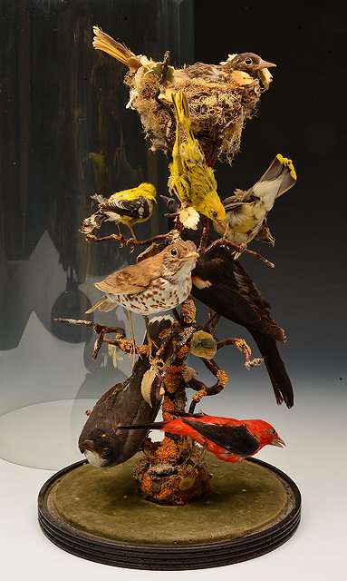 Appraisal: A VICTORIAN TAXIDERMIC GROUP OF EIGHT ORIENTAL BIRDS one sitting