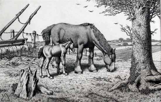 Appraisal: Stanley Anderson - line engraving 'Daisy and her foal' signed