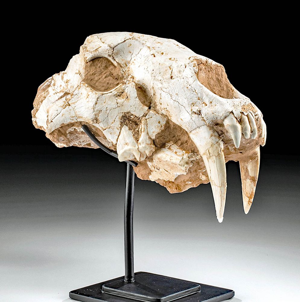 Appraisal: Fossilized Asian Sabertooth Skull Machairodus Horriblis East Asia likely China